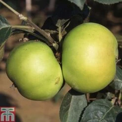 Apple 'Bountiful'