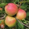 Apple 'Christmas Pippin' -EcoFlora Sales Shop APPL TKA1821 A1