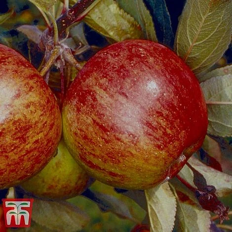 Apple 'Ellison's Orange' 3 Apple 'Ellison's Orange'