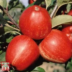 Apple 'Gala' -EcoFlora Sales Shop APPL TKA1831 B