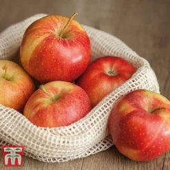 Apple 'Gala' -EcoFlora Sales Shop APPL TKA1831 D