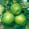 Apple 'Granny Smith' -EcoFlora Sales Shop APPL TKA1835 A
