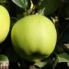 Apple 'Greensleeves' -EcoFlora Sales Shop APPL TKA1837 A