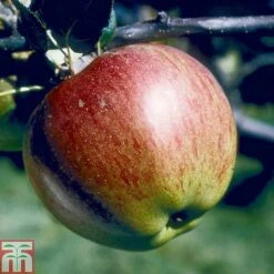 Apple 'Howgate Wonder'