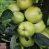 Apple 'Keswick Codlin'