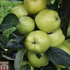 Apple 'Keswick Codlin'