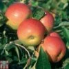 Apple 'Laxton's Superb' -EcoFlora Sales Shop APPL TKA1851 A
