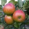 Apple 'Lord Lambourne' -EcoFlora Sales Shop APPL TKA1855 A