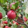 Apple 'Red Devil' -EcoFlora Sales Shop APPL TKA1861 A1