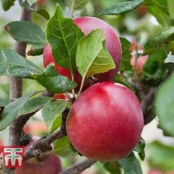 Apple 'Red Devil' -EcoFlora Sales Shop APPL TKA1861 B