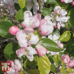 Apple 'Red Devil' -EcoFlora Sales Shop APPL TKA1861 D