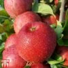 Apple 'Red Windsor' -EcoFlora Sales Shop APPL TKA1863 A