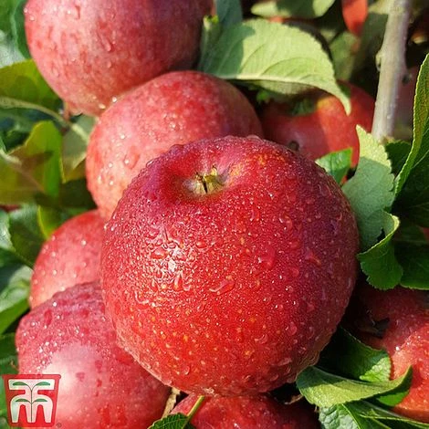 Apple 'Red Windsor' 3 Apple 'Red Windsor'