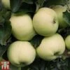 Apple 'Reverend W. Wilks' 1 Apple 'Reverend W. Wilks' -EcoFlora Sales Shop APPL TKA1865 A