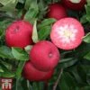 Apple 'Rosette' -EcoFlora Sales Shop APPL TKA1867 A