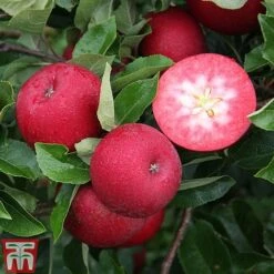 Apple 'Rosette'