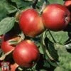 Apple 'Santana' -EcoFlora Sales Shop APPL TKA1869 A