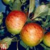 Apple 'Sunset' 2 Apple 'Sunset' -EcoFlora Sales Shop APPL TKA1877 A