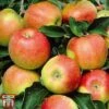 Apple 'Jonagold' 1 Apple 'Jonagold' -EcoFlora Sales Shop APPL TKA3264 B