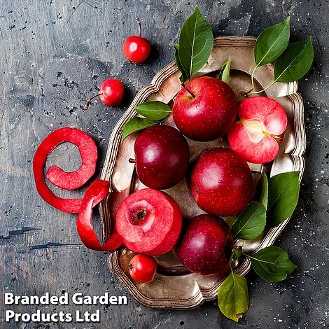 EcoFlora Sales Shop 31 EcoFlora Sales Shop -EcoFlora Sales Shop APPL BAYAMARIS