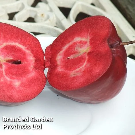 Apple Columnar 'Purple Haze' ® 3 Apple Columnar 'Purple Haze' ®