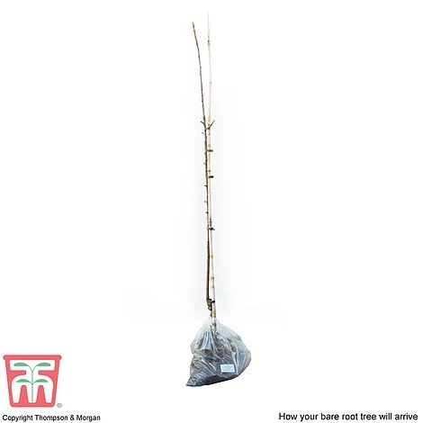 Apple 'Spartan' 5 Apple 'Spartan' - Image 3