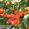 Apricot 'Flavorcot'&reg; -EcoFlora Sales Shop APRI CWW3222 C