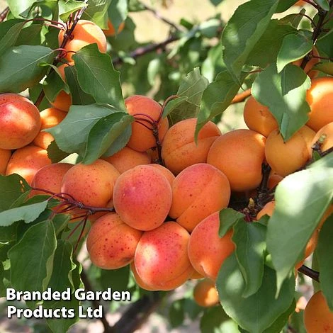 Apricot 'Flavorcot'® 3 Apricot 'Flavorcot'®