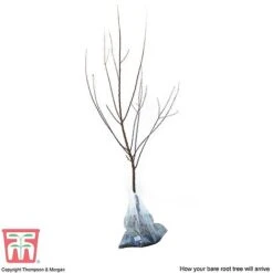 Apricot 'Flavorcot'® 9 Apricot 'Flavorcot'® -EcoFlora Sales Shop APRI CWW3222 D