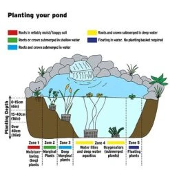Geum Rivale (Marginal Aquatic) -EcoFlora Sales Shop AQUATIC IMAGE B h