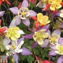 Aquilegia Caerulea 'Mrs Scott-Elliott' -EcoFlora Sales Shop AQUI T74426 A