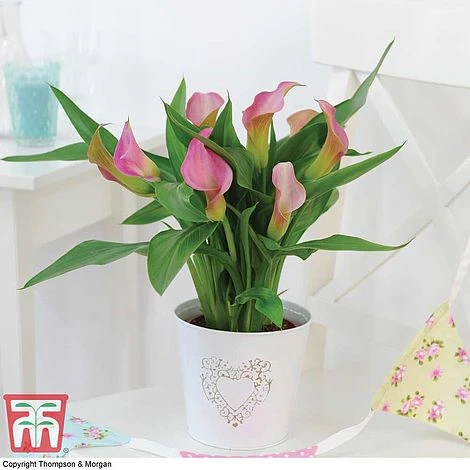Arum Lily (Pink) (House Plant) 3 Arum Lily (Pink) (House Plant)