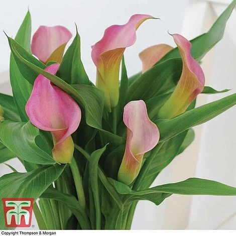 Arum Lily (Pink) (House Plant) 4 Arum Lily (Pink) (House Plant) - Image 2