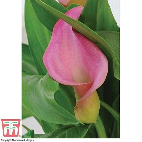Arum Lily (Pink) (House Plant) 5 Arum Lily (Pink) (House Plant) - Image 3
