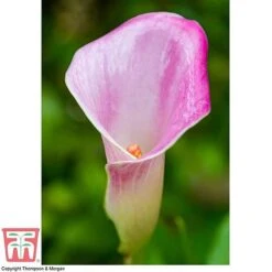 Arum Lily (Pink) (House Plant) 9 Arum Lily (Pink) (House Plant) -EcoFlora Sales Shop ARUM TKA2961 D
