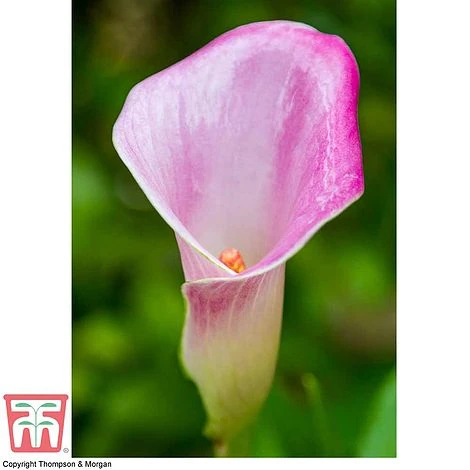 Arum Lily (Pink) (House Plant) 6 Arum Lily (Pink) (House Plant) - Image 4