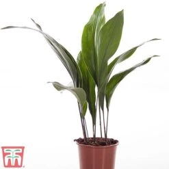 Aspidistra Elatior -EcoFlora Sales Shop ASPI TKA2850 A