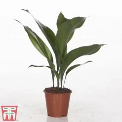 Aspidistra Elatior -EcoFlora Sales Shop ASPI TKA2850 B