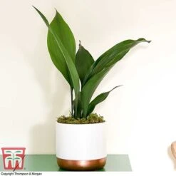 Aspidistra Elatior -EcoFlora Sales Shop ASPI TKA2850 G