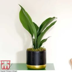 Aspidistra Elatior -EcoFlora Sales Shop ASPI TKA2850 H
