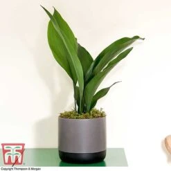 Aspidistra Elatior -EcoFlora Sales Shop ASPI TKA2850 J