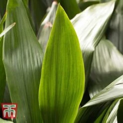 Aspidistra Elatior -EcoFlora Sales Shop ASPI TKA2850 L