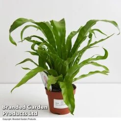 Asplenium Antiquum -EcoFlora Sales Shop ASPL ANTIQ11CM T47370
