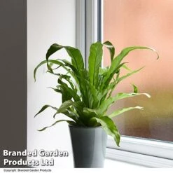 Asplenium Antiquum -EcoFlora Sales Shop ASPL ANTIQUUM T47376