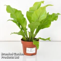 Asplenium Nidus -EcoFlora Sales Shop ASPL NIDUS12CM T44485