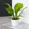 Asplenium Nidus -EcoFlora Sales Shop ASPL NIDUS T44486