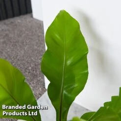 Asplenium Nidus -EcoFlora Sales Shop ASPL NIDUS T44488