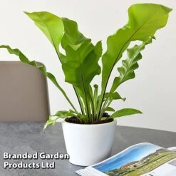 Asplenium Nidus -EcoFlora Sales Shop ASPL NIDUS T44490