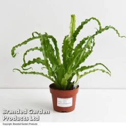 Asplenium Antiquum 'Osaka' -EcoFlora Sales Shop ASPL OSAKA12CM T47342