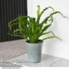 Asplenium Antiquum 'Osaka' -EcoFlora Sales Shop ASPL OSAKA T47344